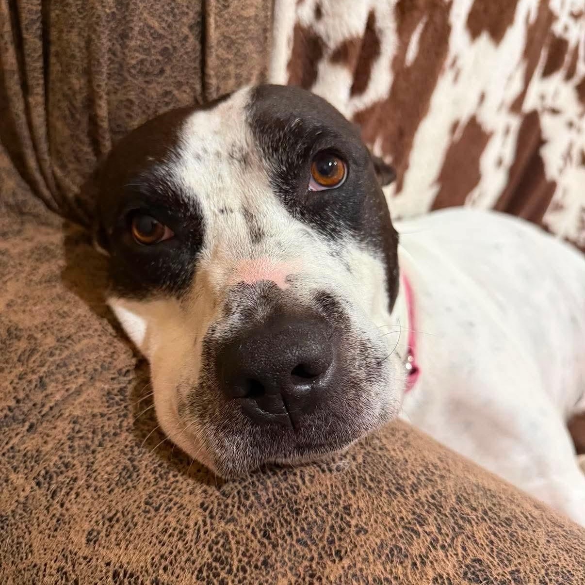Valentina, a ADOPTABLE mixed breed in Yonkers, NY image 1/6