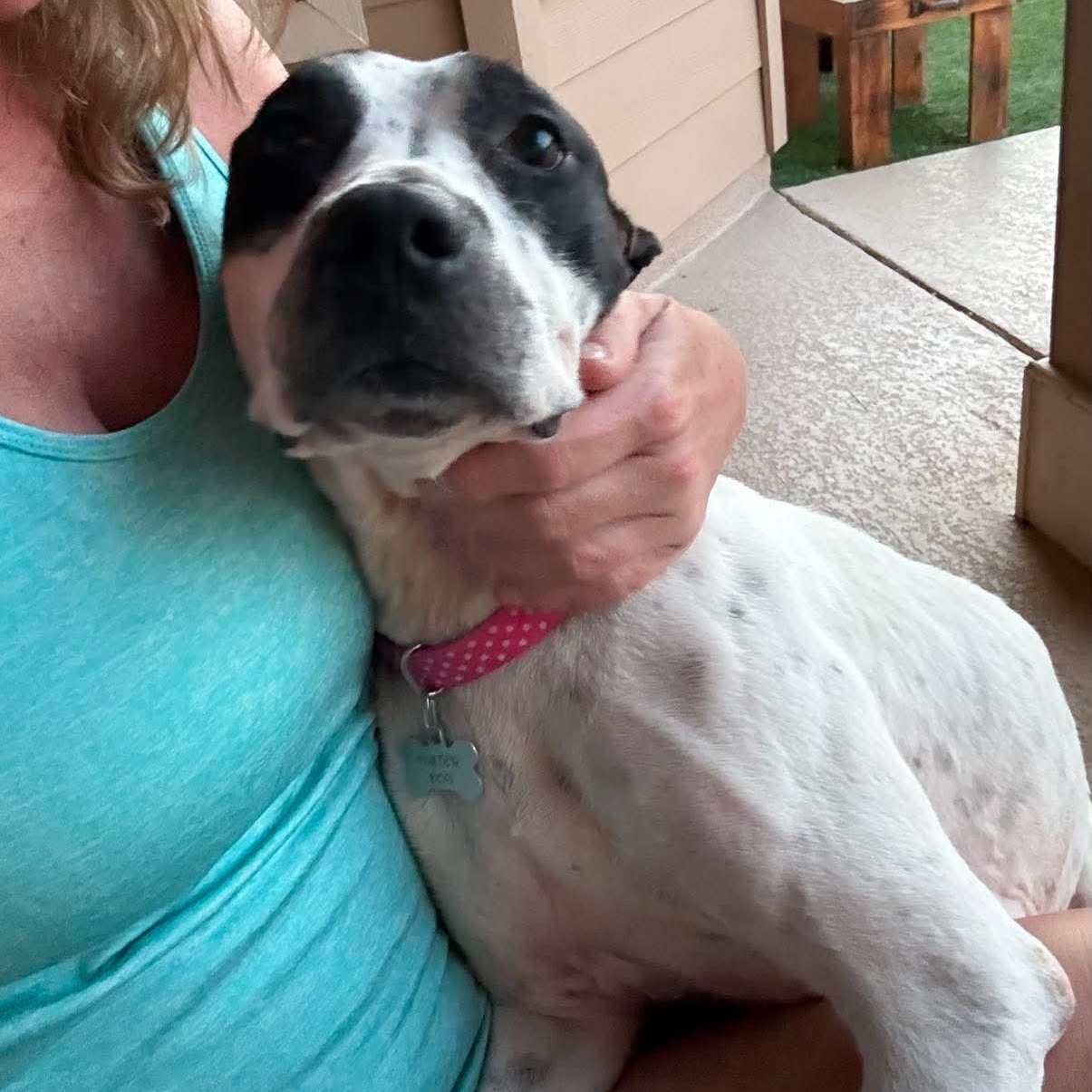 Valentina, a ADOPTABLE mixed breed in Yonkers, NY image 3/6