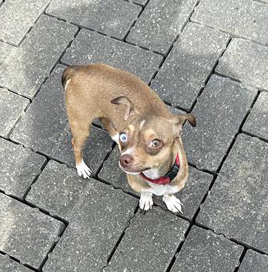 Enlarge Edward, an adopted Mixed Breed in Nashville, TN image 1/1