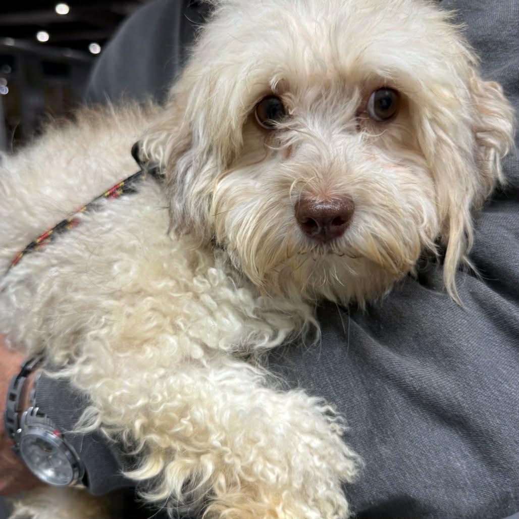 Wedge , ADOPTABLE, Young Female Havanese.