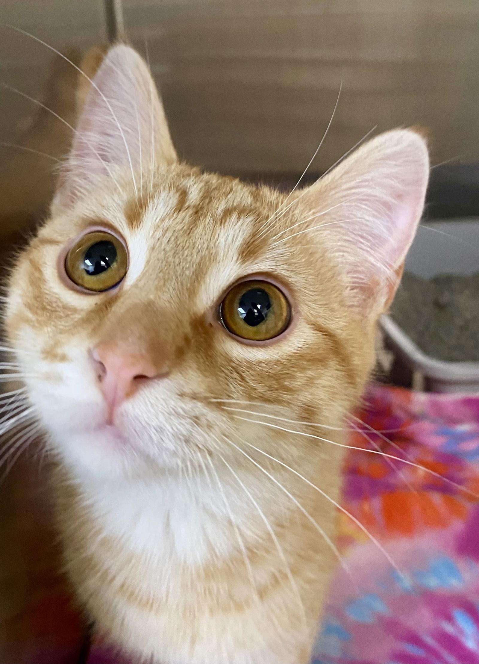 Enlarge Luke, a Adoptable mixed breed in Fargo, ND image 2/2