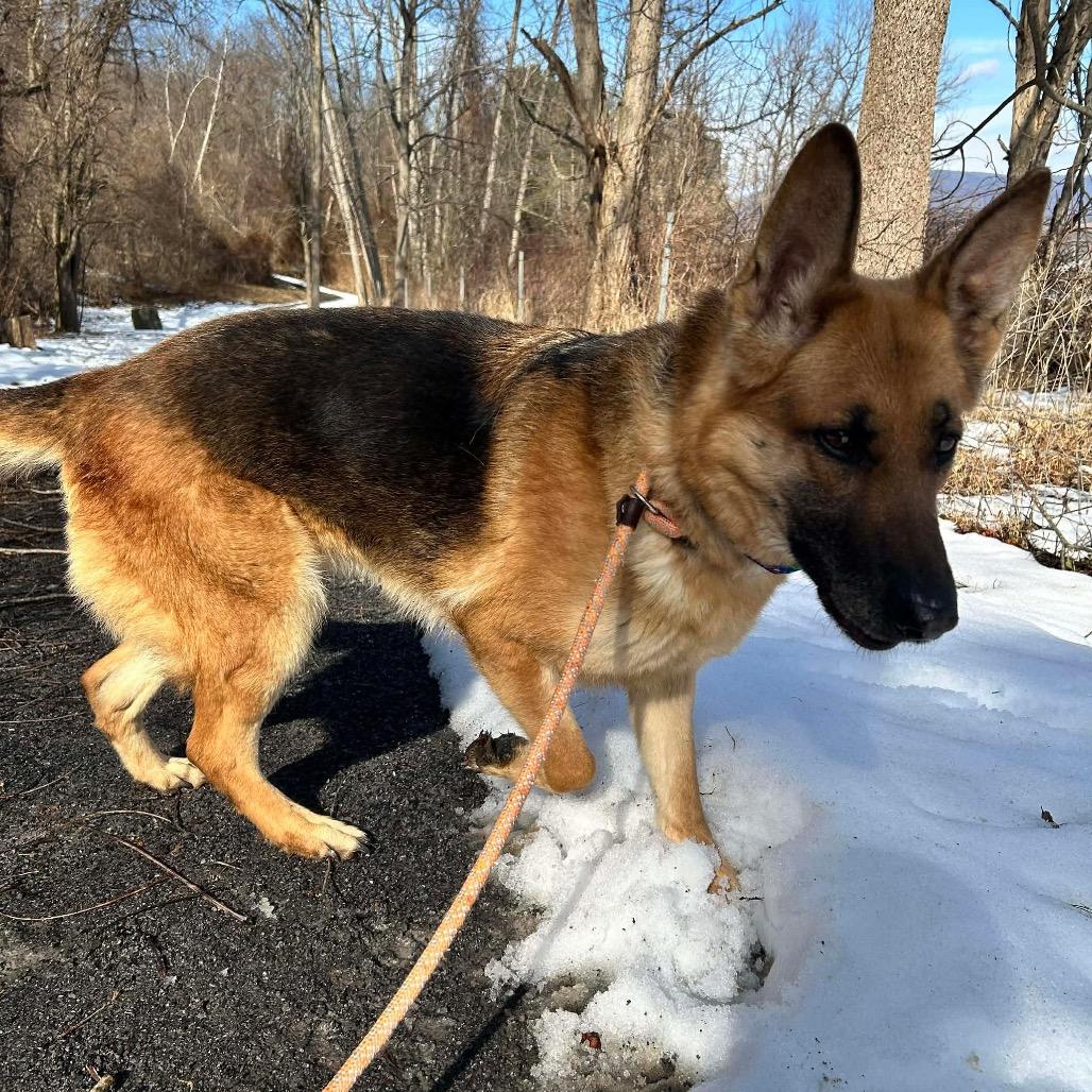 Freya (26-185), Adoptable, Adult Female German Shepherd Dog.