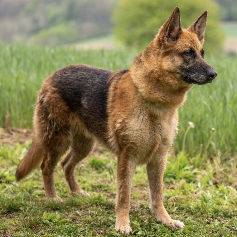 Freya (26-185), a Adoptable German Shepherd Dog in New Ringgold, PA image 2/6