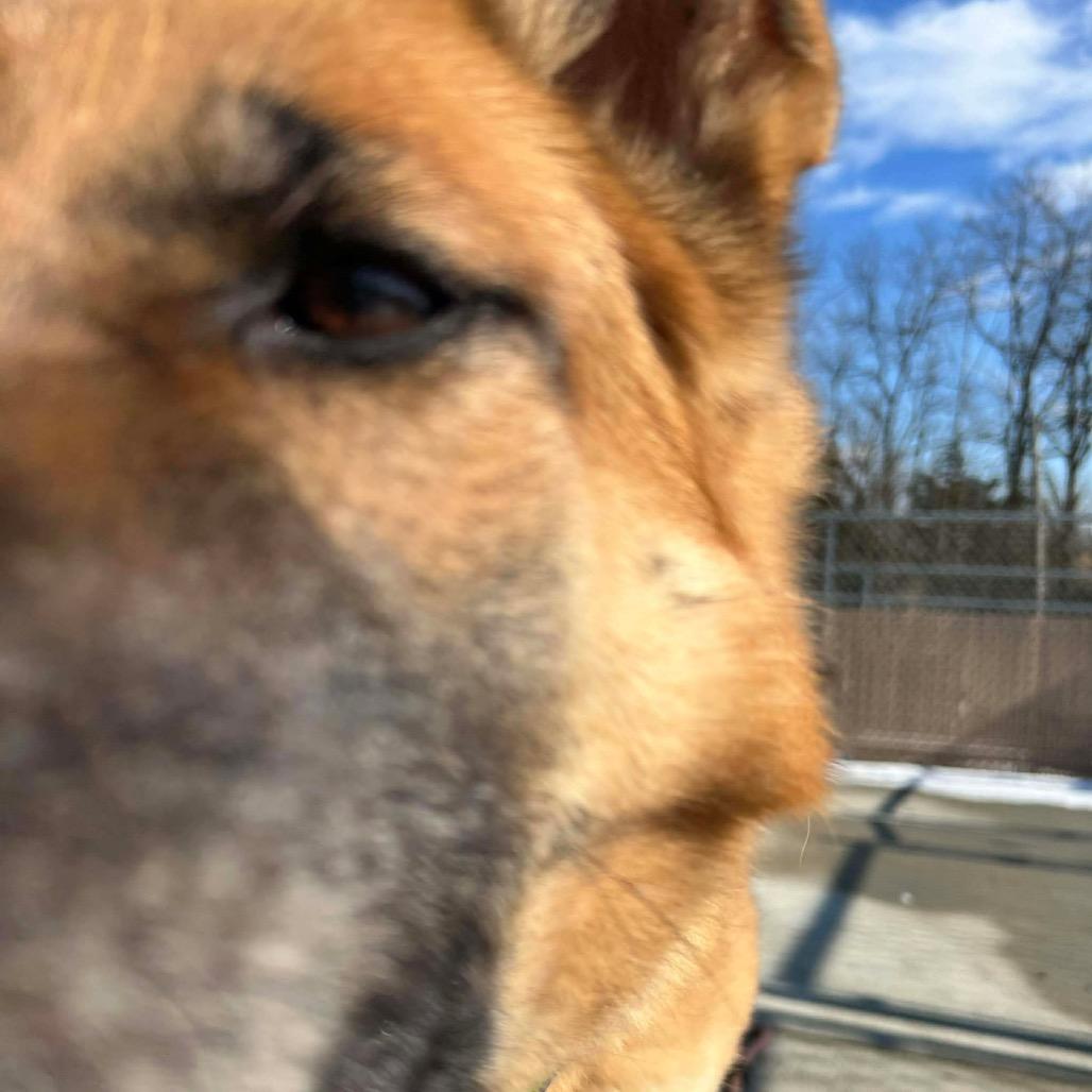 Enlarge Freya (26-185), a Adoptable German Shepherd Dog in New Ringgold, PA image 2/6