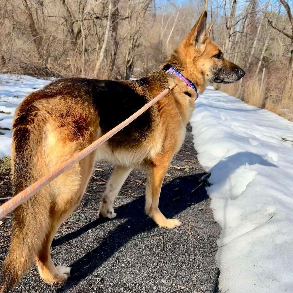 Enlarge Freya (26-185), a Adoptable German Shepherd Dog in New Ringgold, PA image 3/6