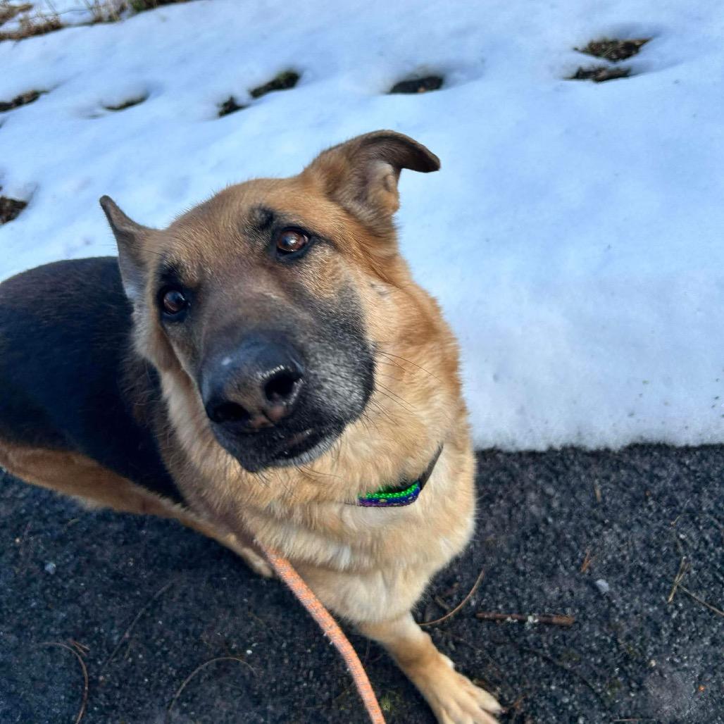 Enlarge Freya (26-185), a Adoptable German Shepherd Dog in New Ringgold, PA image 4/6