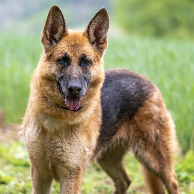 Enlarge Freya (26-185), a Adoptable German Shepherd Dog in New Ringgold, PA image 5/6