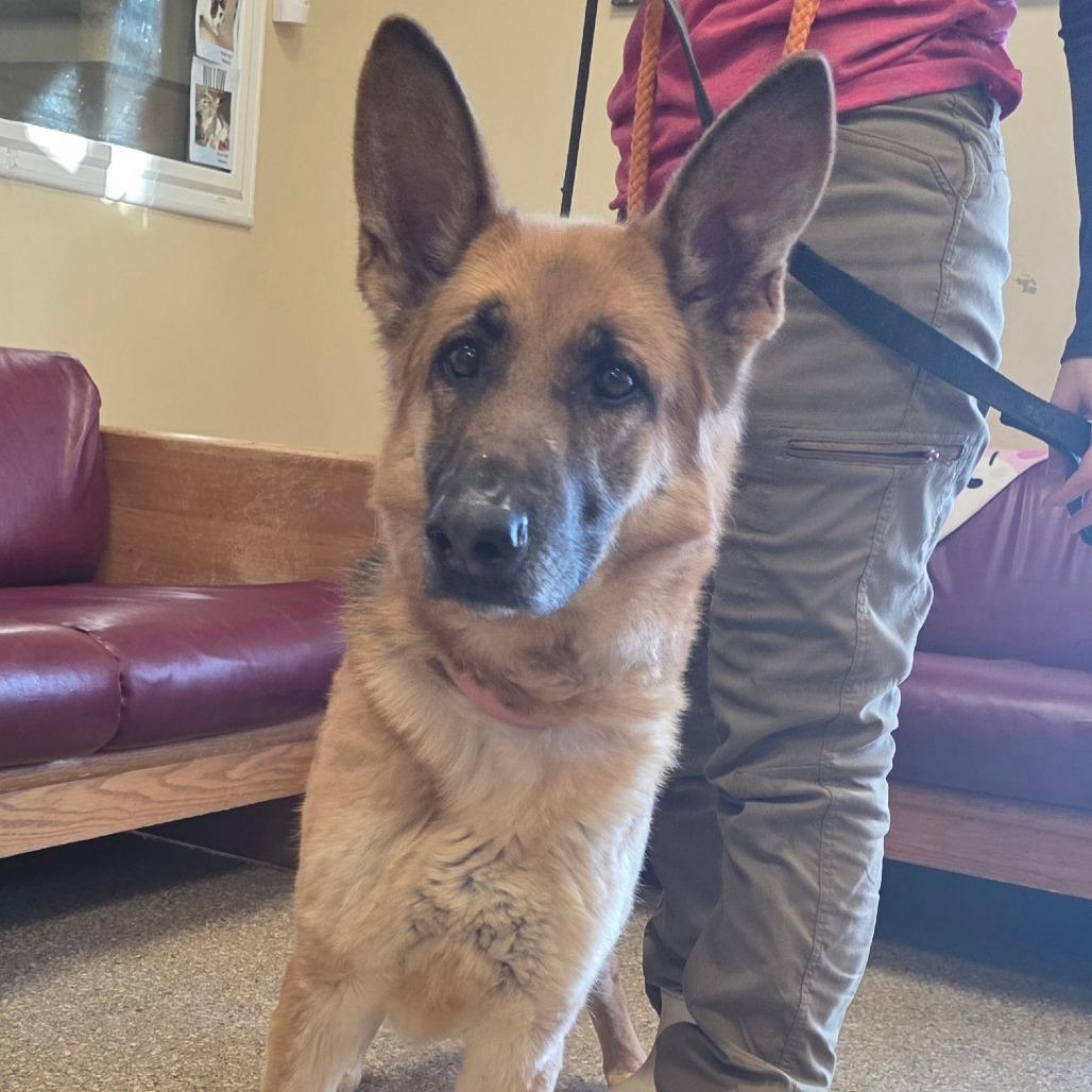 Enlarge Freya (26-185), a Adoptable German Shepherd Dog in New Ringgold, PA image 6/6