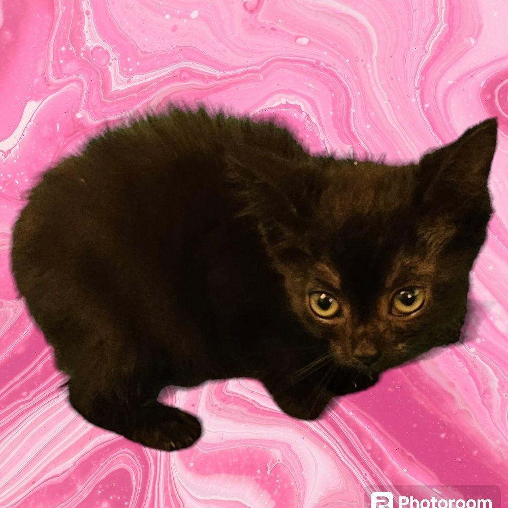 Cat for adoption Sasha, a Domestic Short Hair & Bombay Mix in New