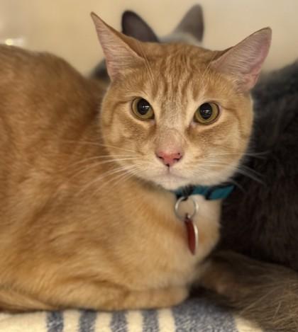 Kermit- BONDED TO GHOST