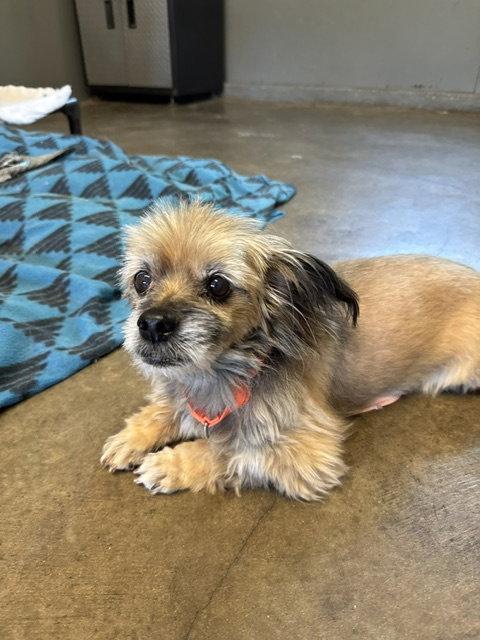 Enlarge CHAMP, a Adopted Shih Tzu in Agoura Hills, CA image 1/2