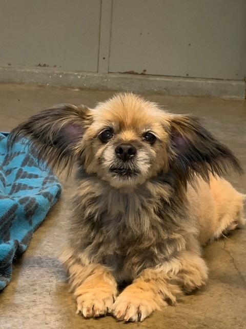 Enlarge CHAMP, a Adopted Shih Tzu in Agoura Hills, CA image 2/2