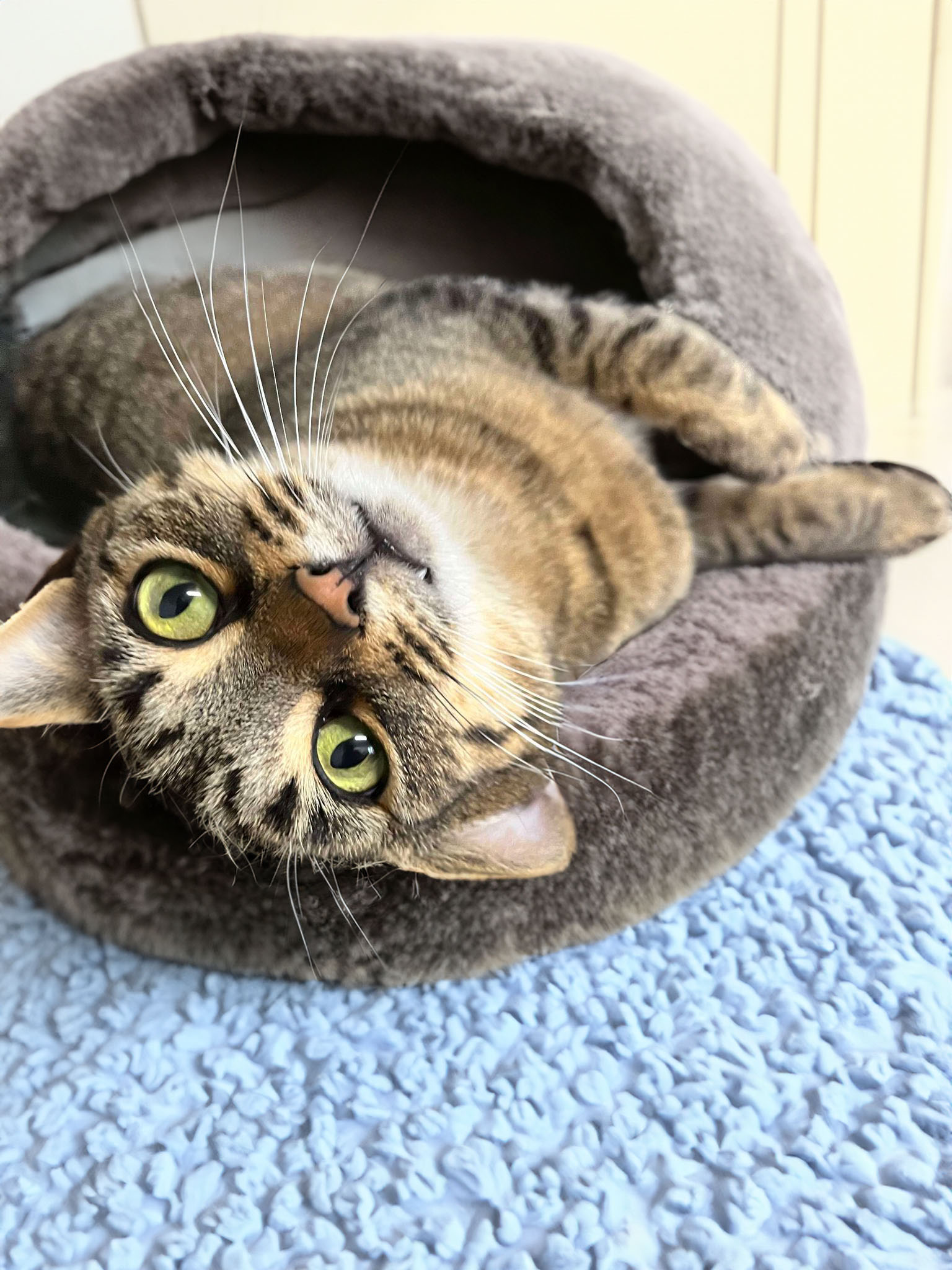 Enlarge Misti, a Adoptable Tabby in Marion, IN image 3/3