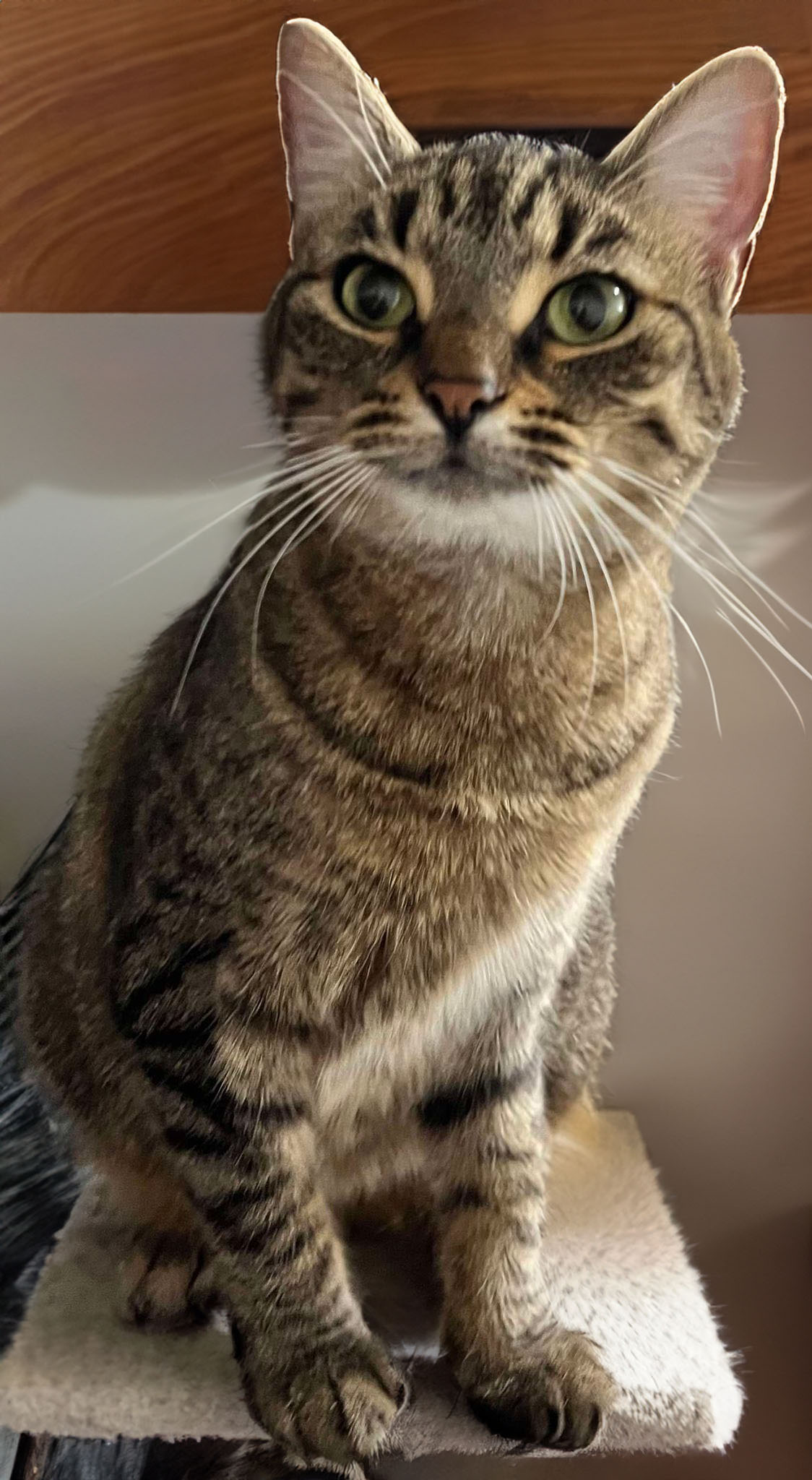 Enlarge Misti, a Adoptable Tabby in Marion, IN image 2/3