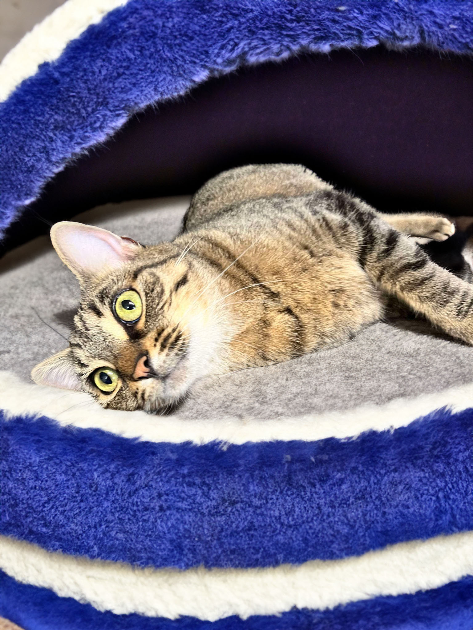 Enlarge Misti, a Adoptable Tabby in Marion, IN image 1/3
