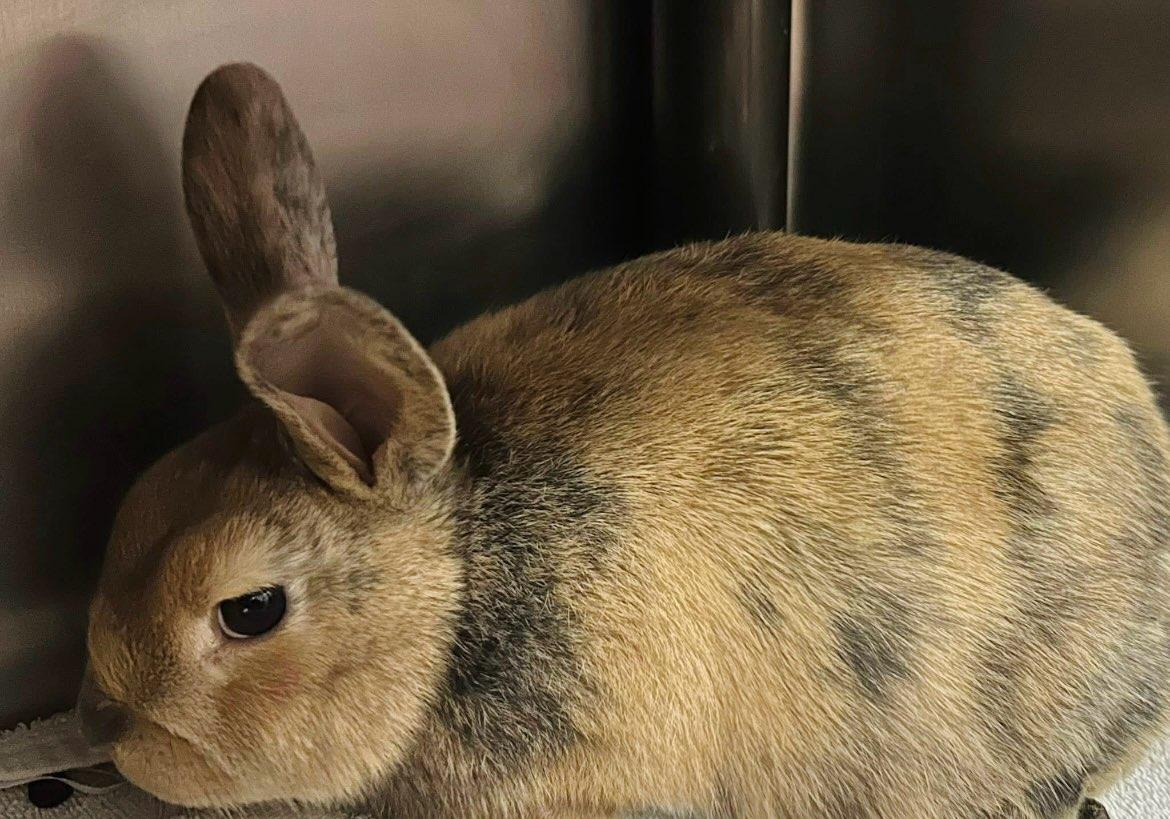 Enlarge Easter Bunny , an adopted Bunny Rabbit in Martinsville, VA image 1/1