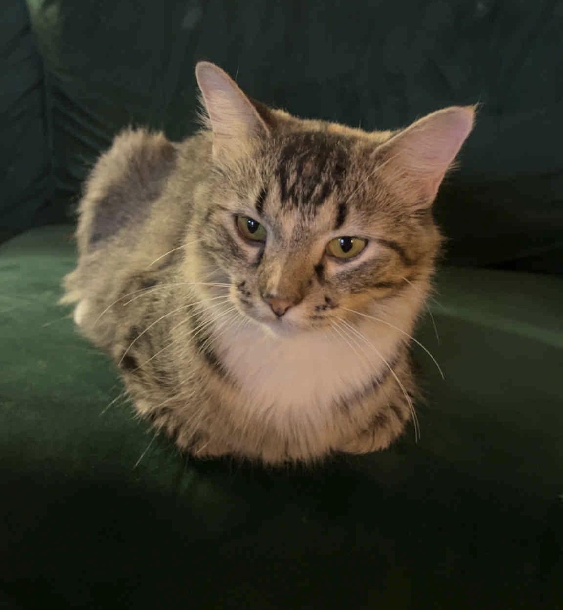 FRENCHIE aka French Toast, a Adoptable mixed breed in Panora, IA image 2/3