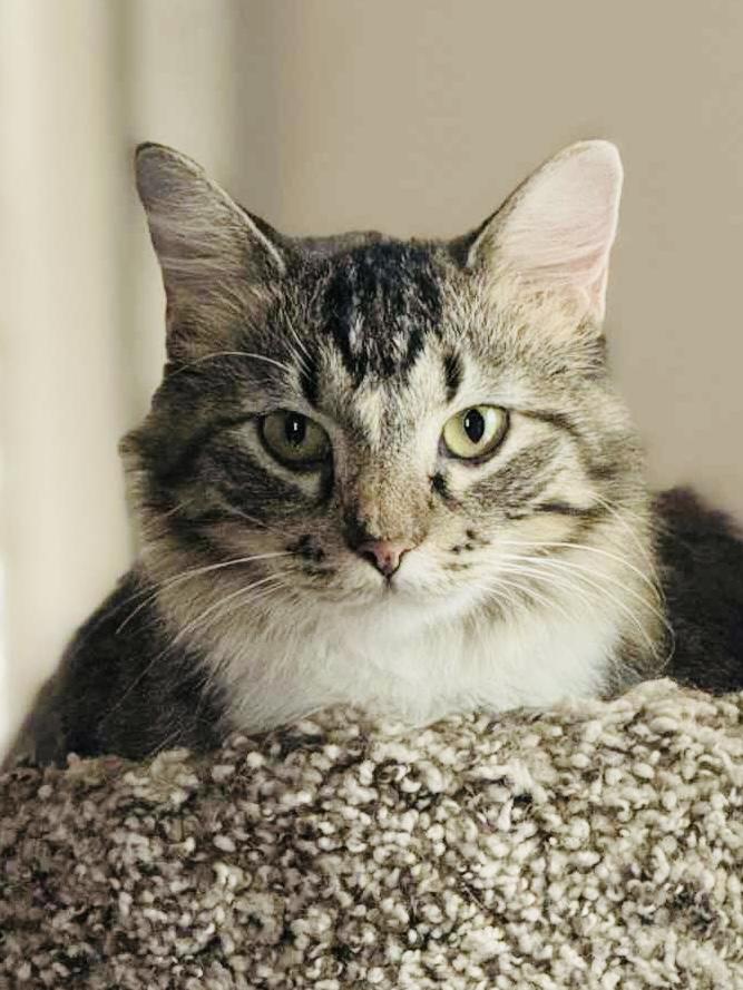 FRENCHIE aka French Toast, a Adoptable mixed breed in Panora, IA image 1/3