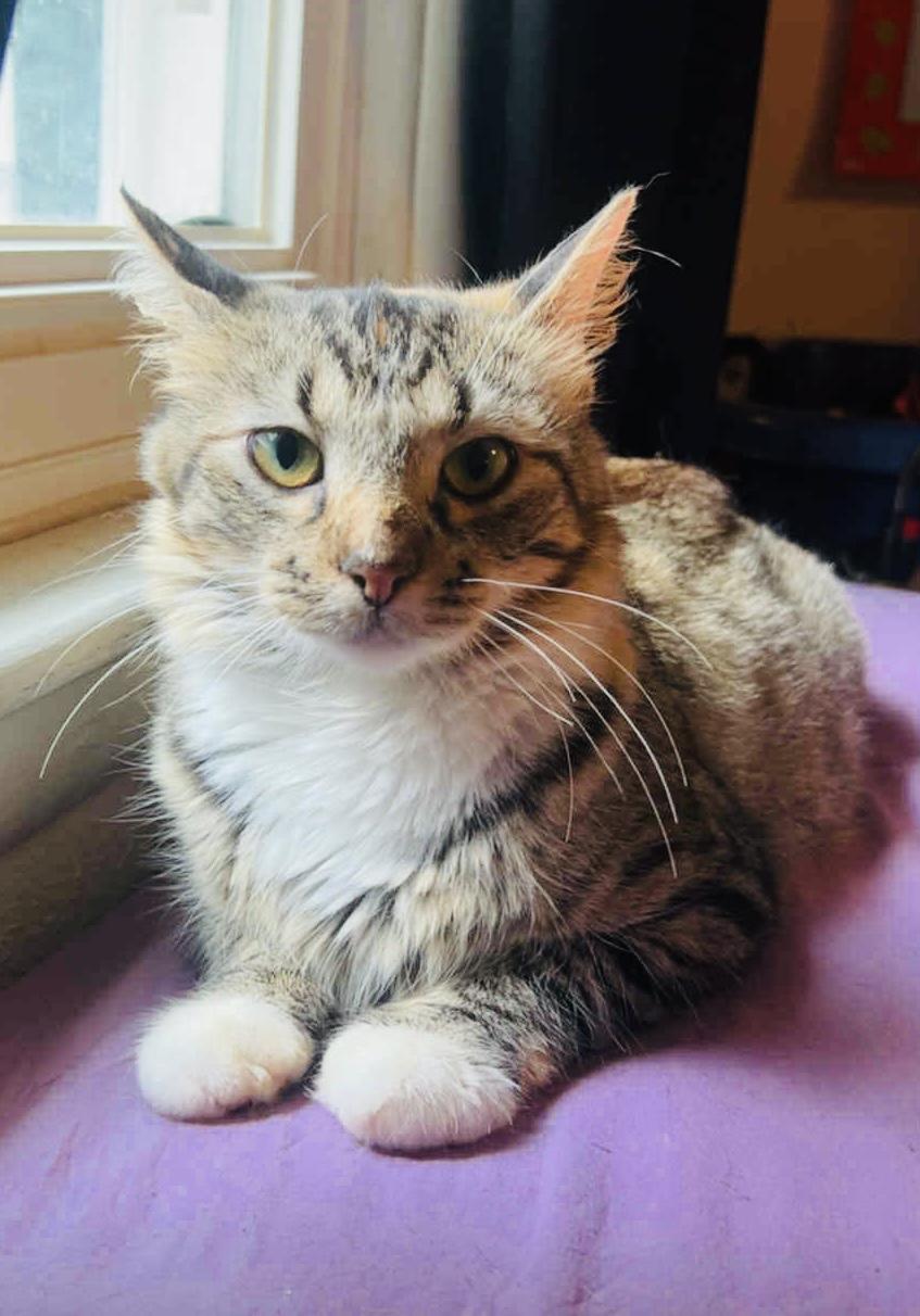 FRENCHIE aka French Toast