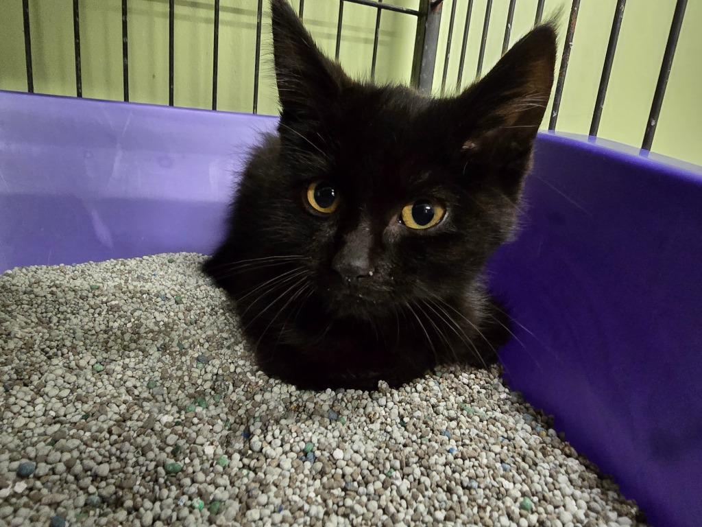 Luca (Napa Know How), Adopted, Kitten Male Domestic Short Hair.