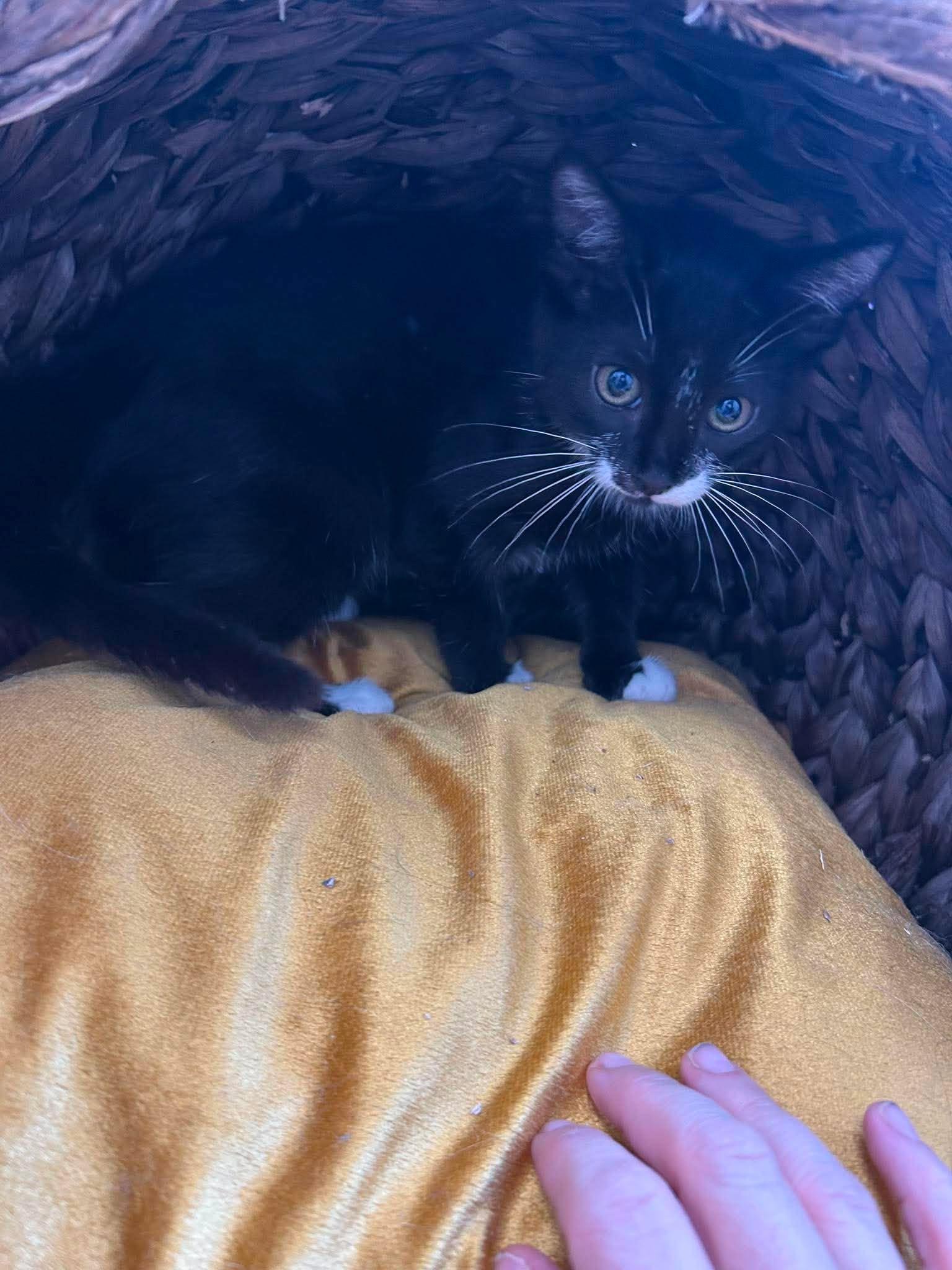 Katie, ADOPTABLE, Young Female Domestic Medium Hair.