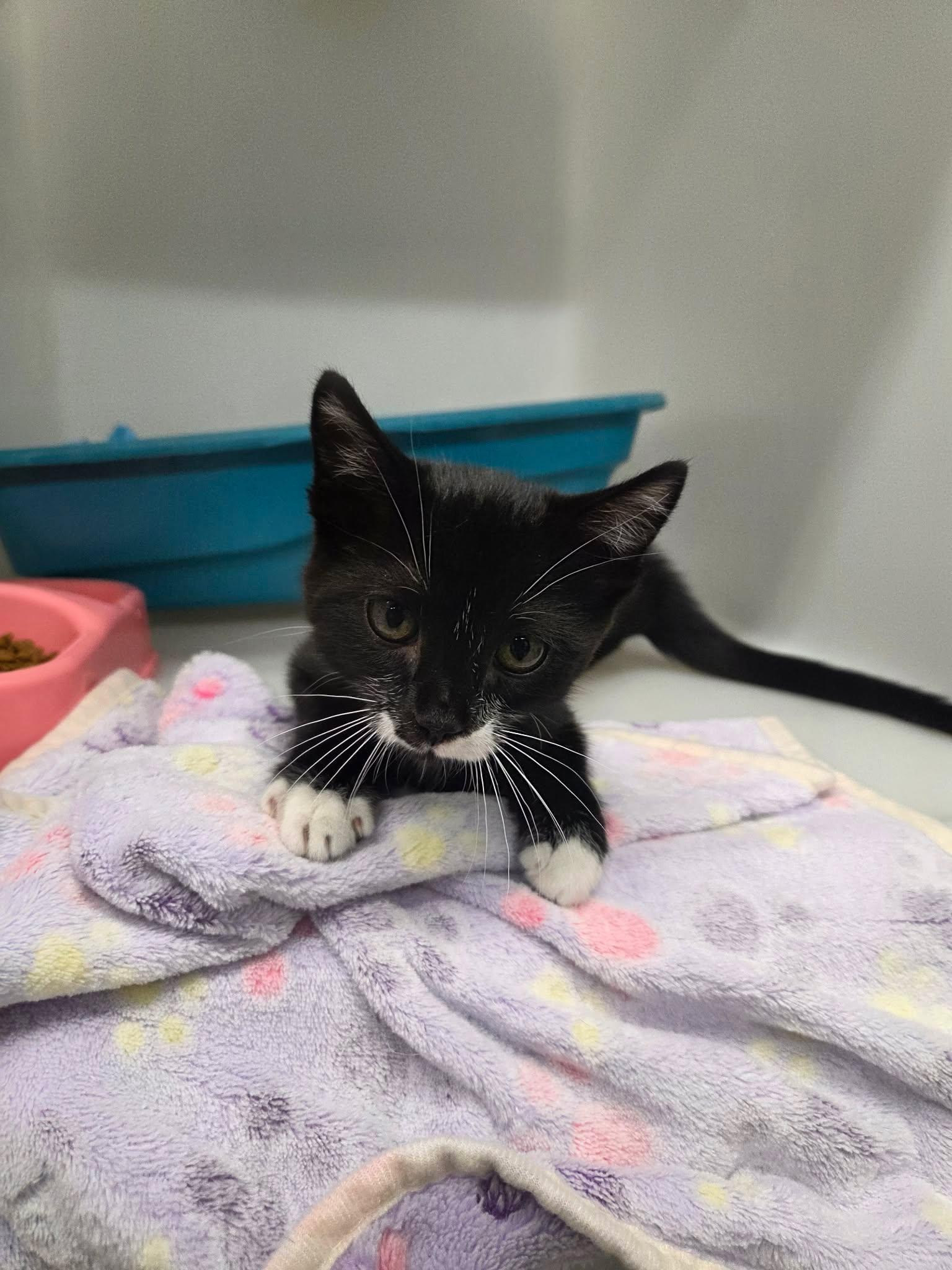 Katie, a ADOPTABLE Domestic Medium Hair in Roosevelt, UT image 2/3