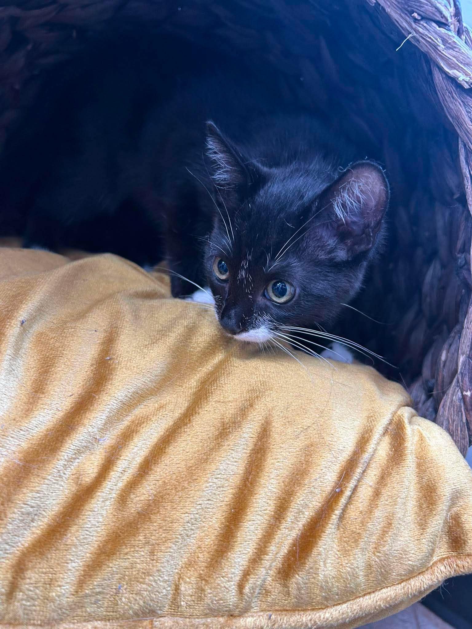 Katie, a ADOPTABLE Domestic Medium Hair in Roosevelt, UT image 3/3