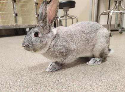 Chinchou, Adoptable, Young Male Tan & American.