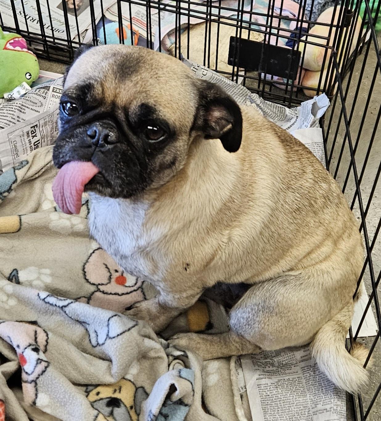 Enlarge Penny, a Adoptable Pug in Moreno Valley, CA image 1/2