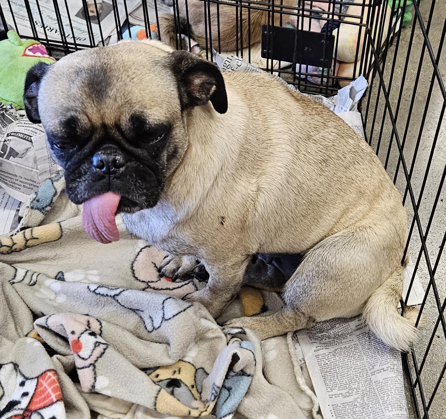 Enlarge Penny, a Adoptable Pug in Moreno Valley, CA image 2/2