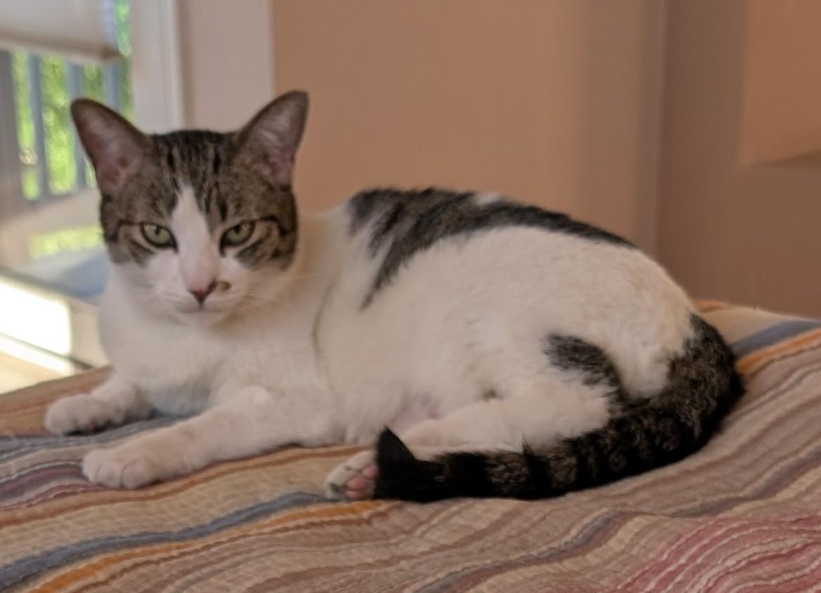 Tia, an adoptable Domestic Short Hair in Albuquerque, NM, 87154 | Photo Image 4