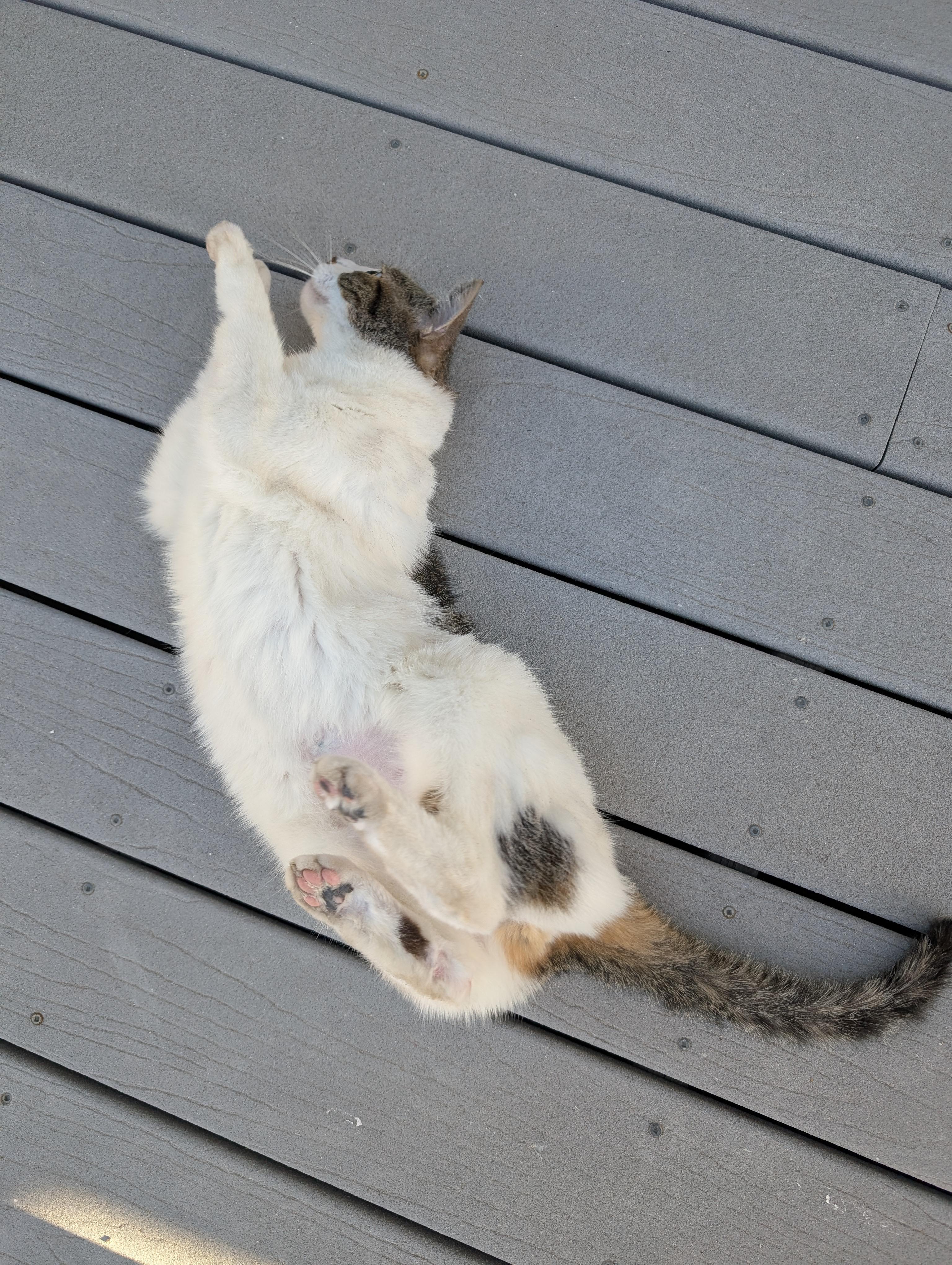 Tia, an adoptable Domestic Short Hair in Albuquerque, NM, 87154 | Photo Image 3