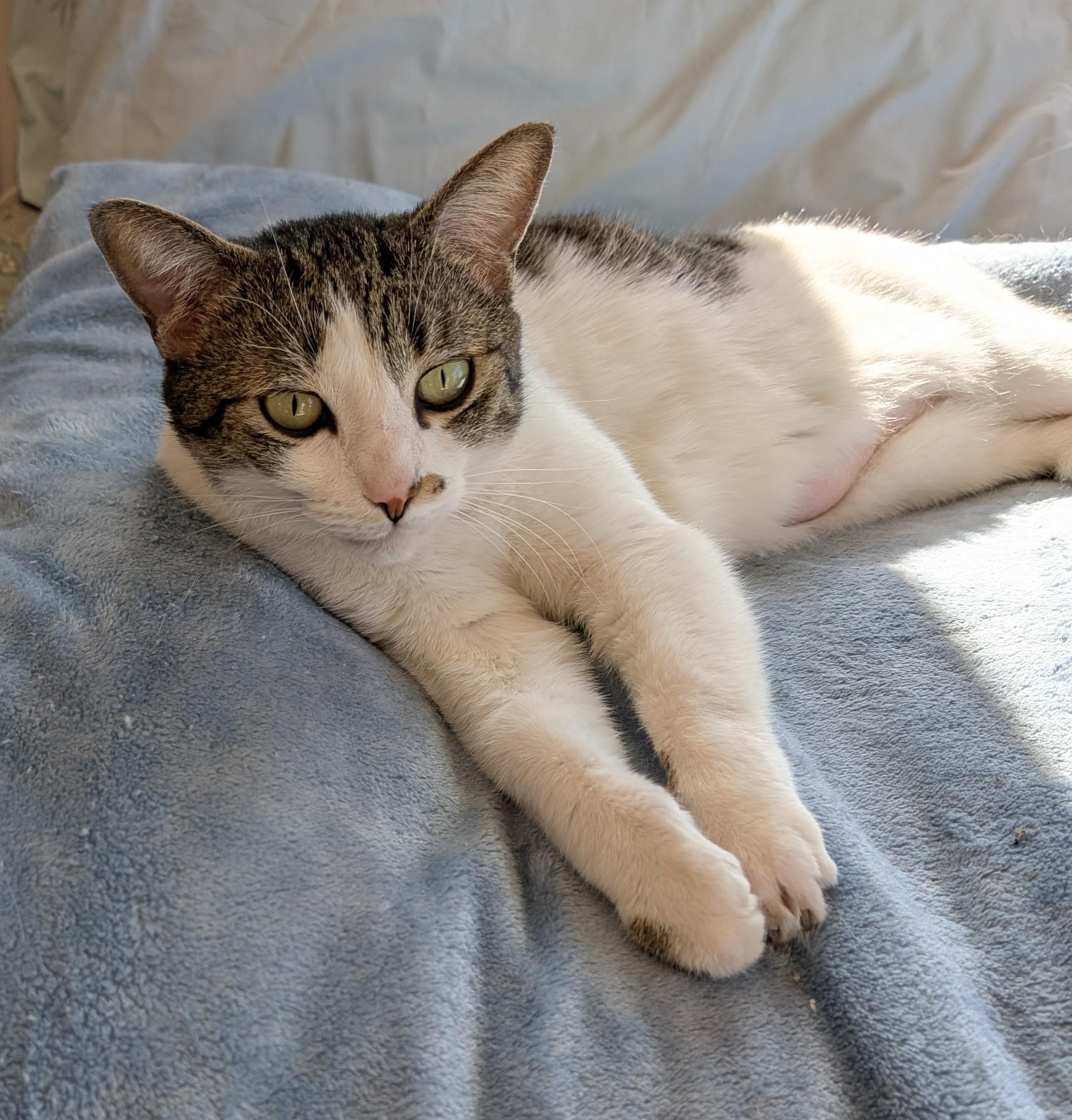 Tia, an adoptable Domestic Short Hair in Albuquerque, NM, 87154 | Photo Image 2