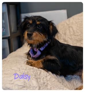 Daisy, Adopted, Puppy Female Mixed Breed.