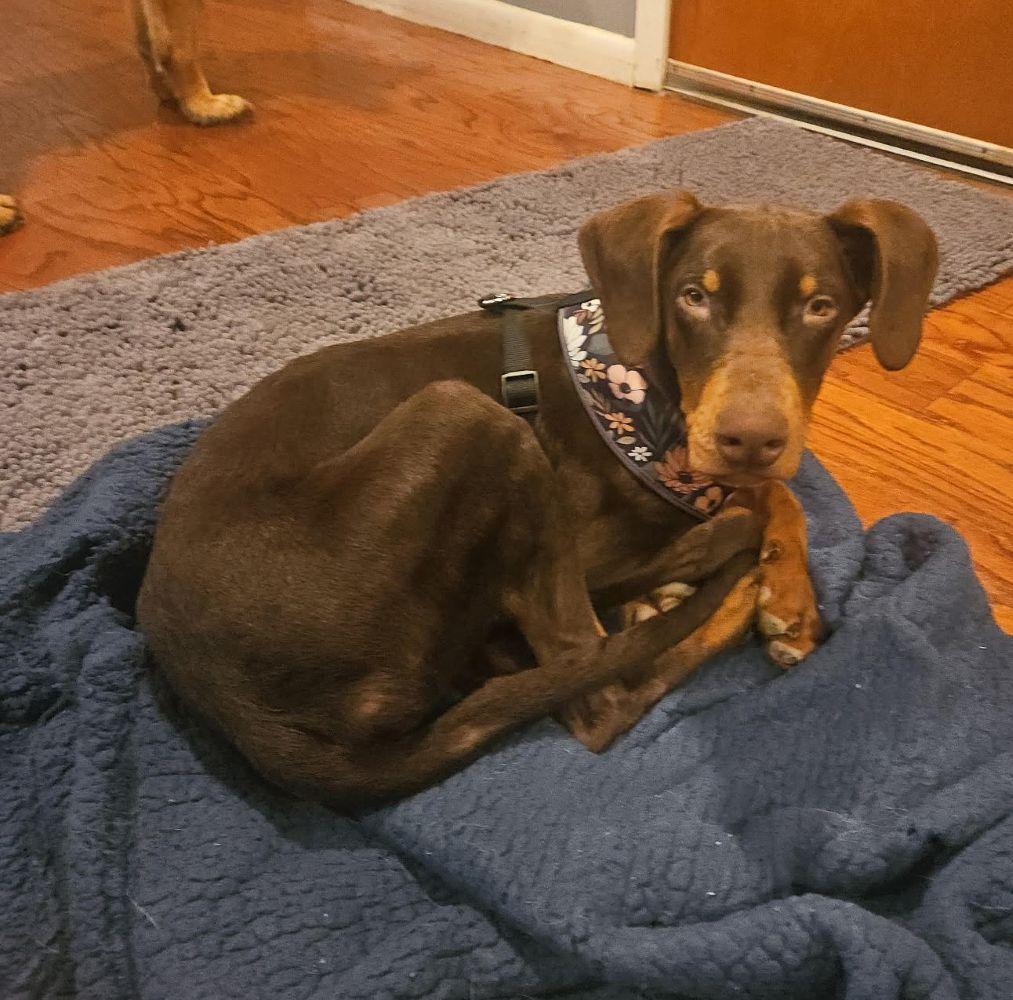 Rossi, Adoptable, Puppy Female Doberman Pinscher.