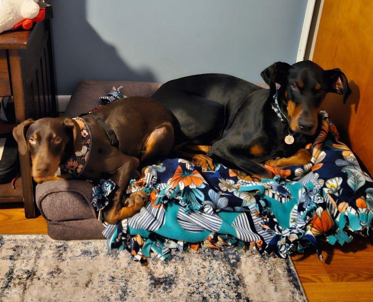 Enlarge Rossi, a Adoptable Doberman Pinscher in Barrington, IL image 3/4