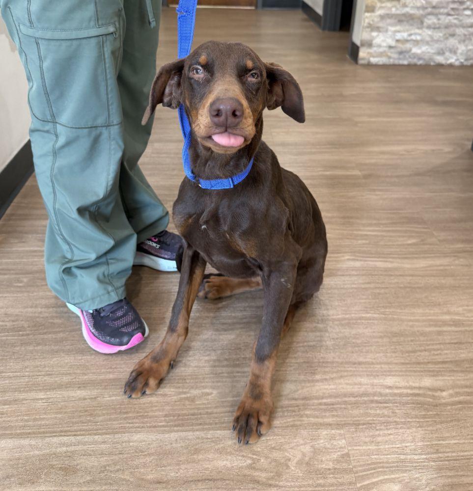 Enlarge Rossi, a Adoptable Doberman Pinscher in Barrington, IL image 2/4