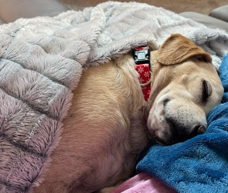 Earl $250, Adoptable, Adult Male Beagle & Mixed Breed.