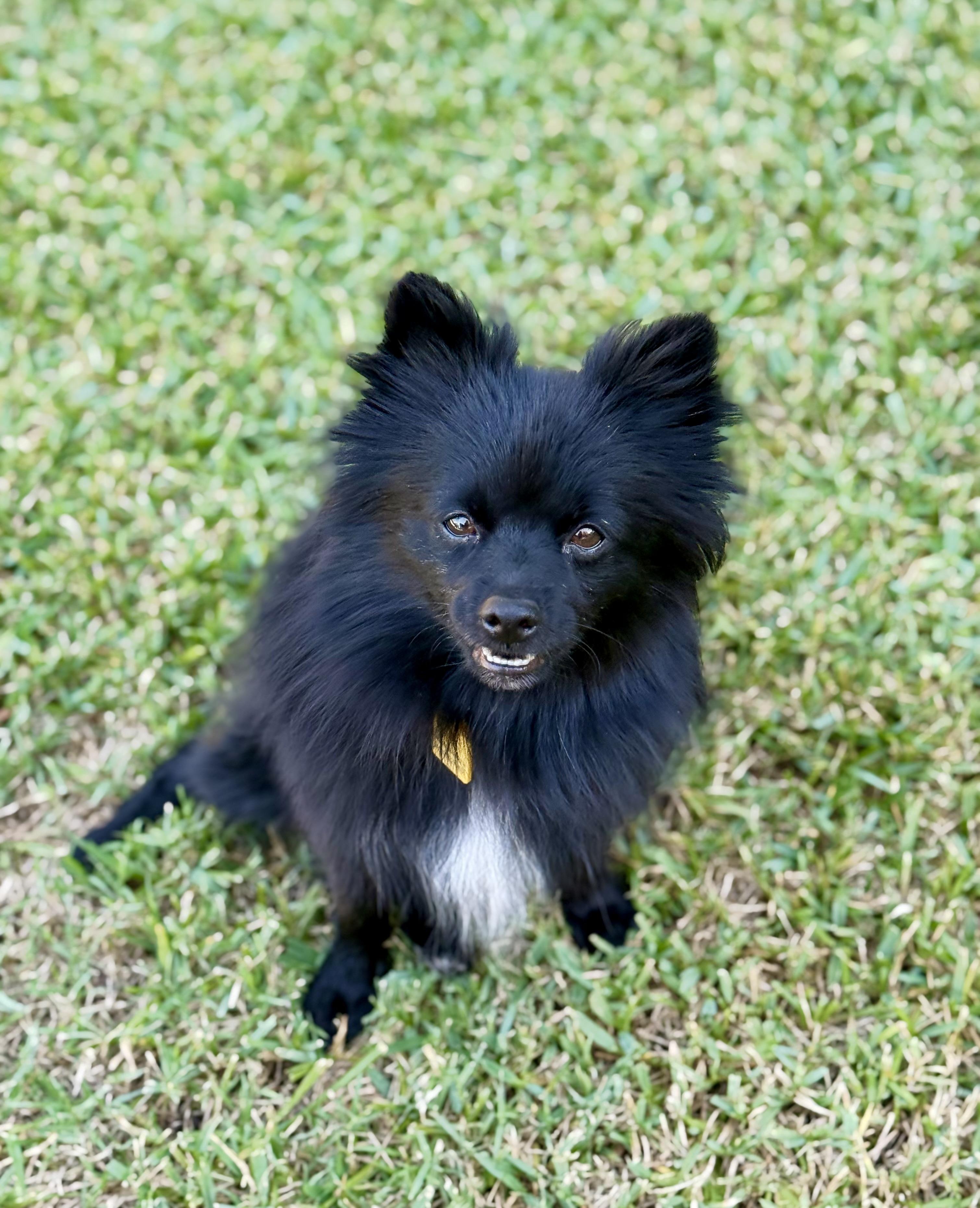 Enlarge Quinn, a Adoptable Pomeranian in Austin, TX image 2/3