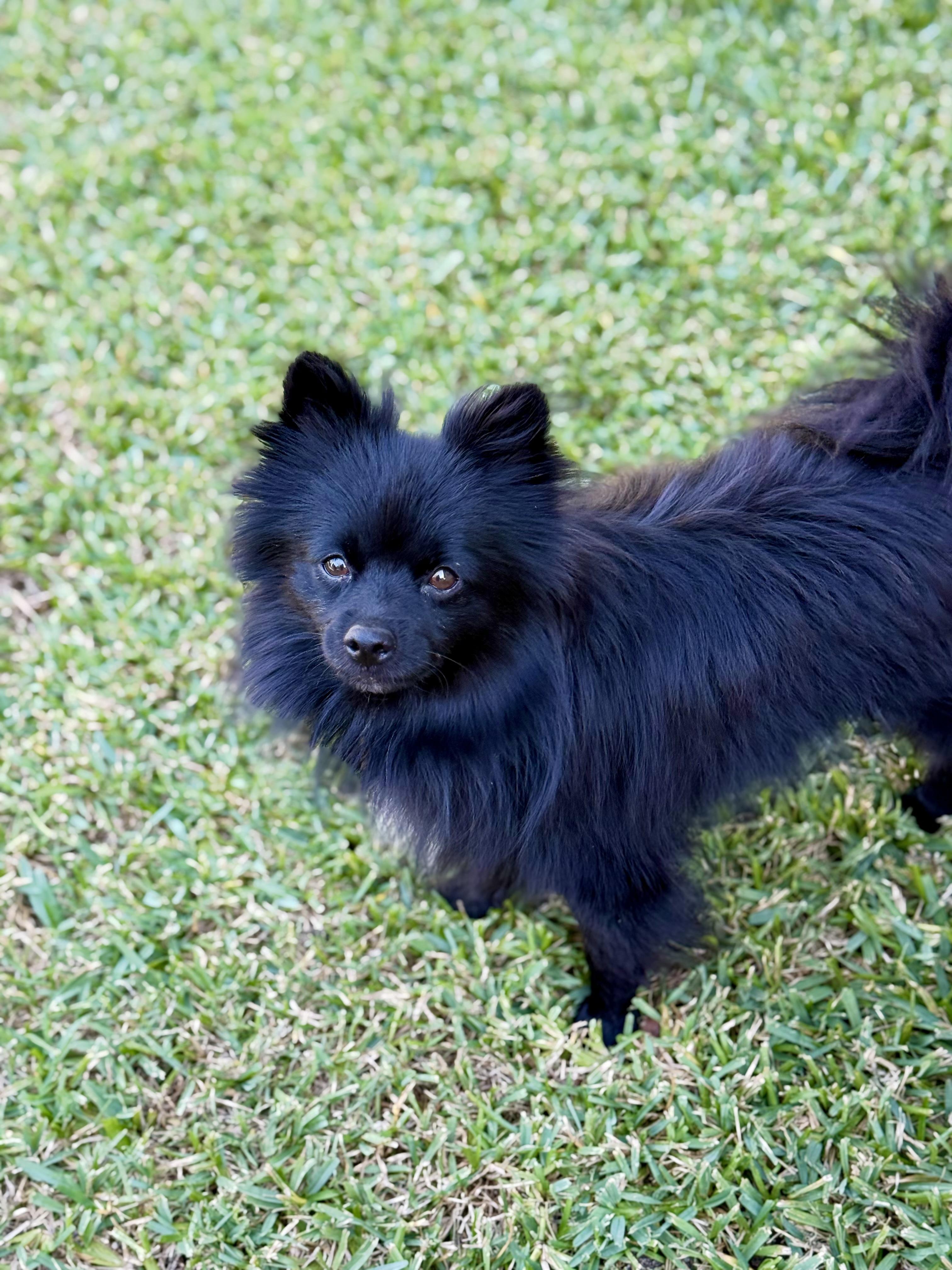 Enlarge Quinn, a Adoptable Pomeranian in Austin, TX image 3/3