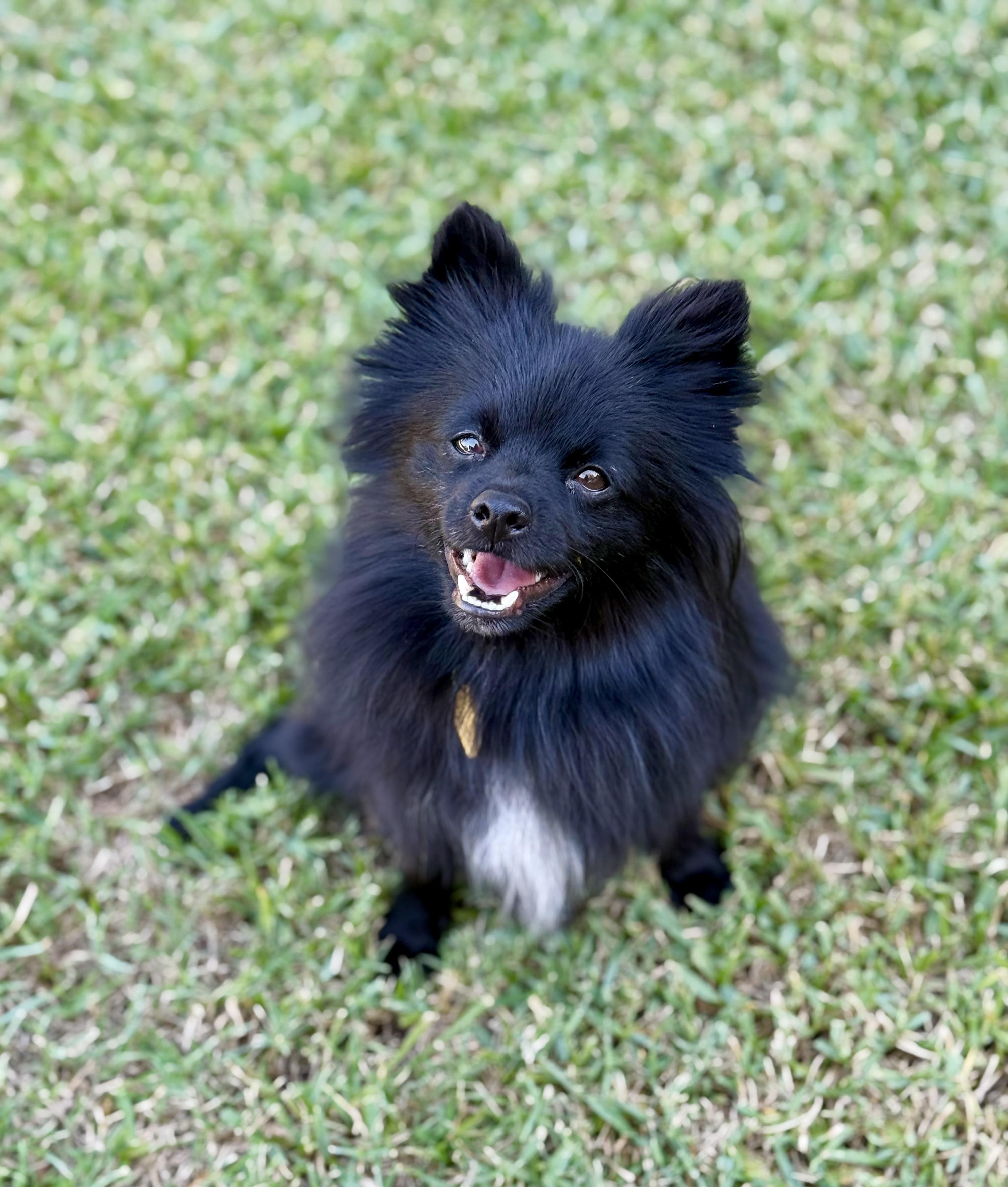 Quinn, Adoptable, Adult Male Pomeranian.