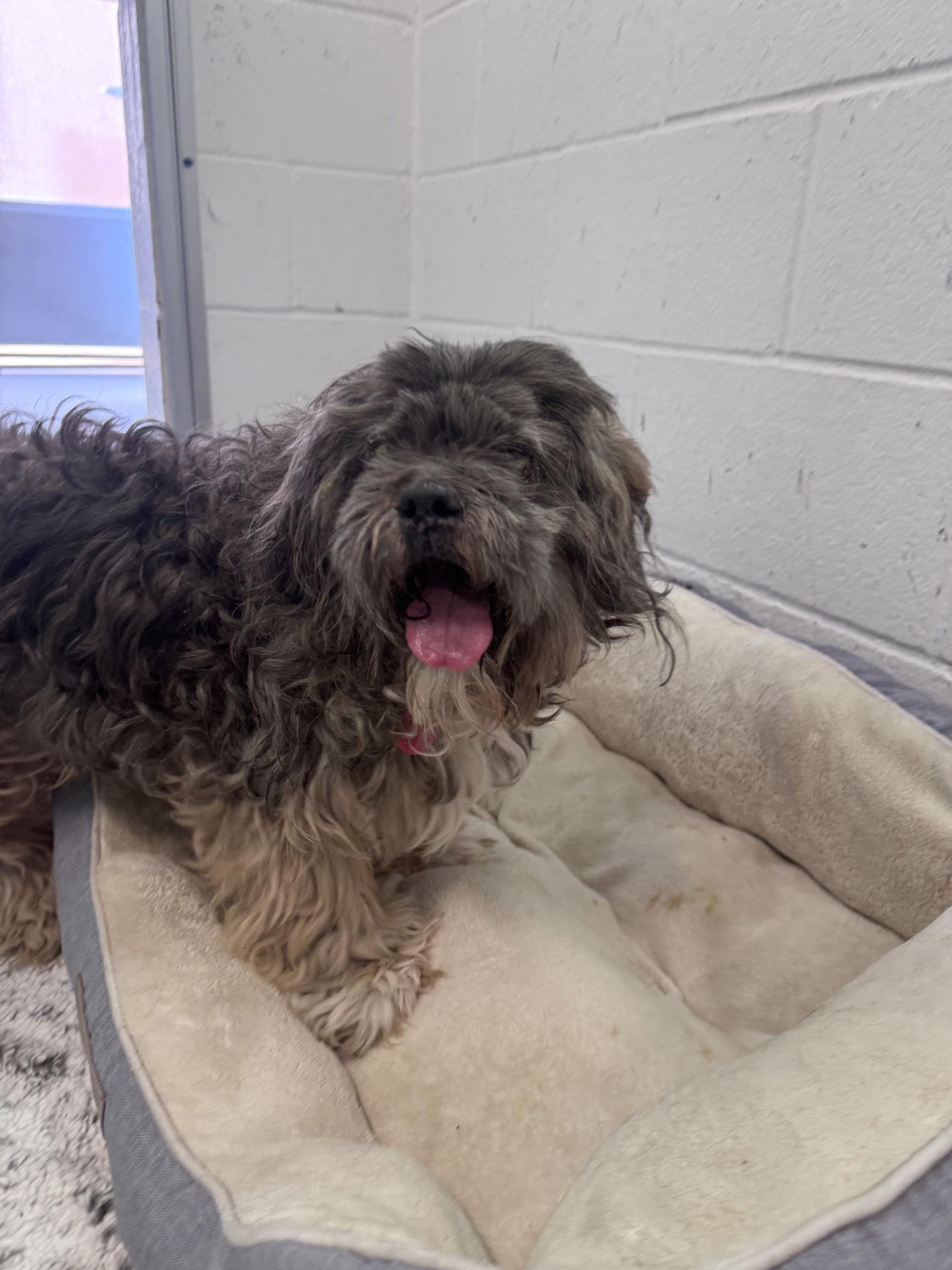 Noel **Rescue ONLY**, Adoptable, Senior Female Lhasa Apso.