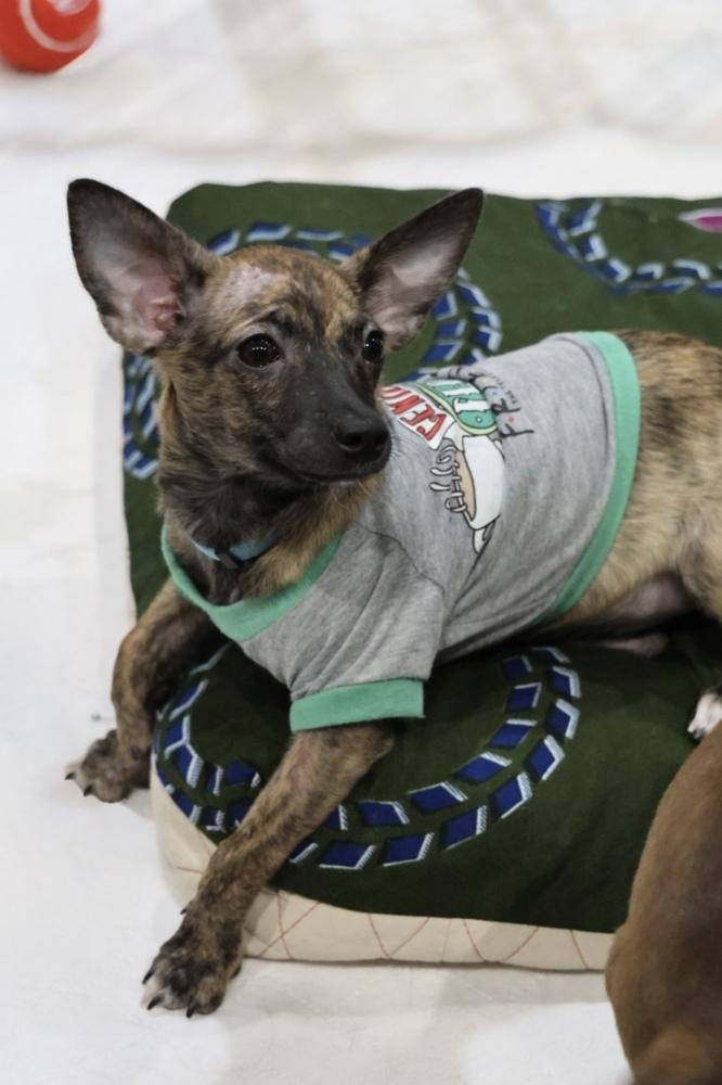 Wilmp, Adoptable, Puppy Female Chihuahua.