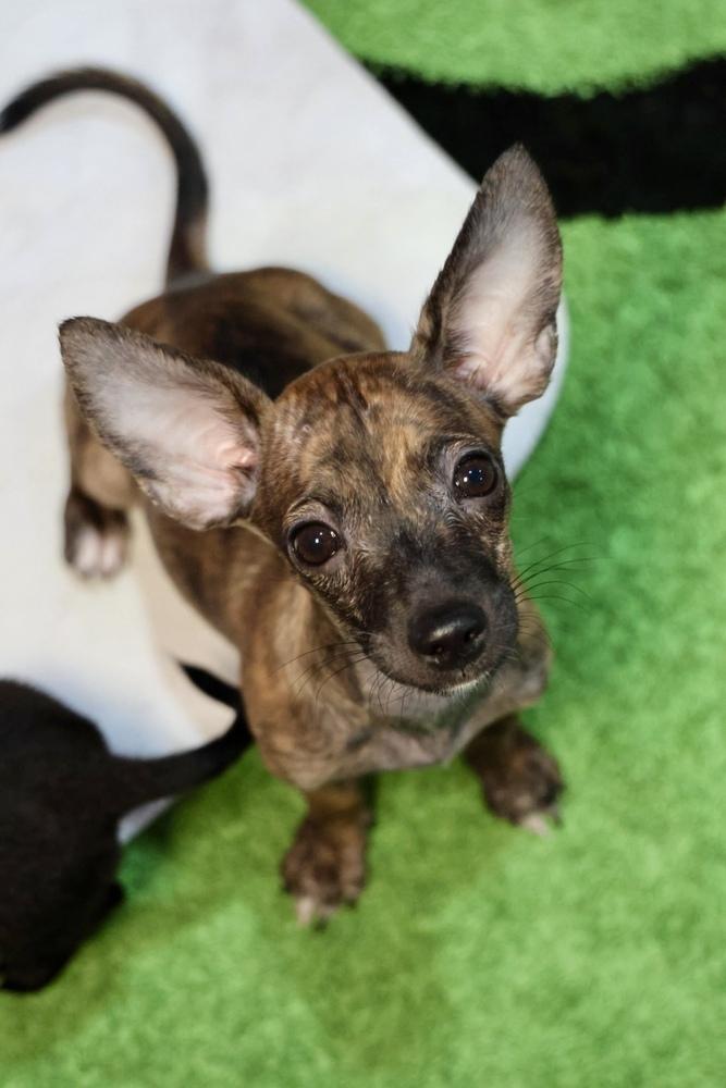 Enlarge Wilmp, a Adoptable mixed breed in TUCSON, AZ image 2/2