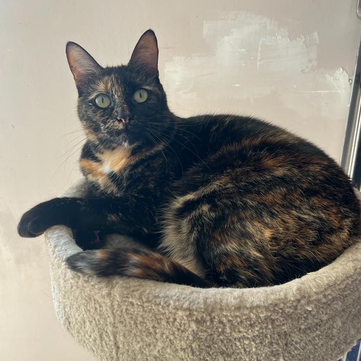 Jackie, a Adoptable Tortoiseshell in Waterdown, ON image 2/3
