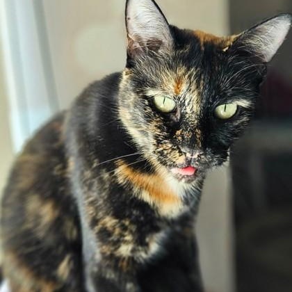Jackie, Adoptable, Adult Female Tortoiseshell.