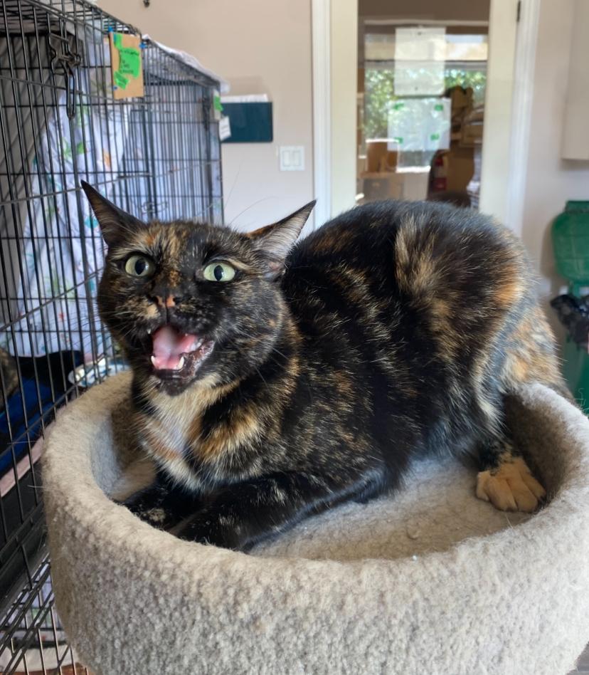 Jackie, Adult Female unknown