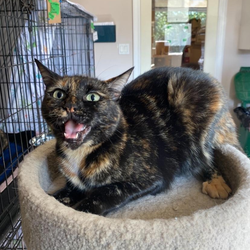 Jackie, a Adoptable Tortoiseshell in Waterdown, ON image 3/3
