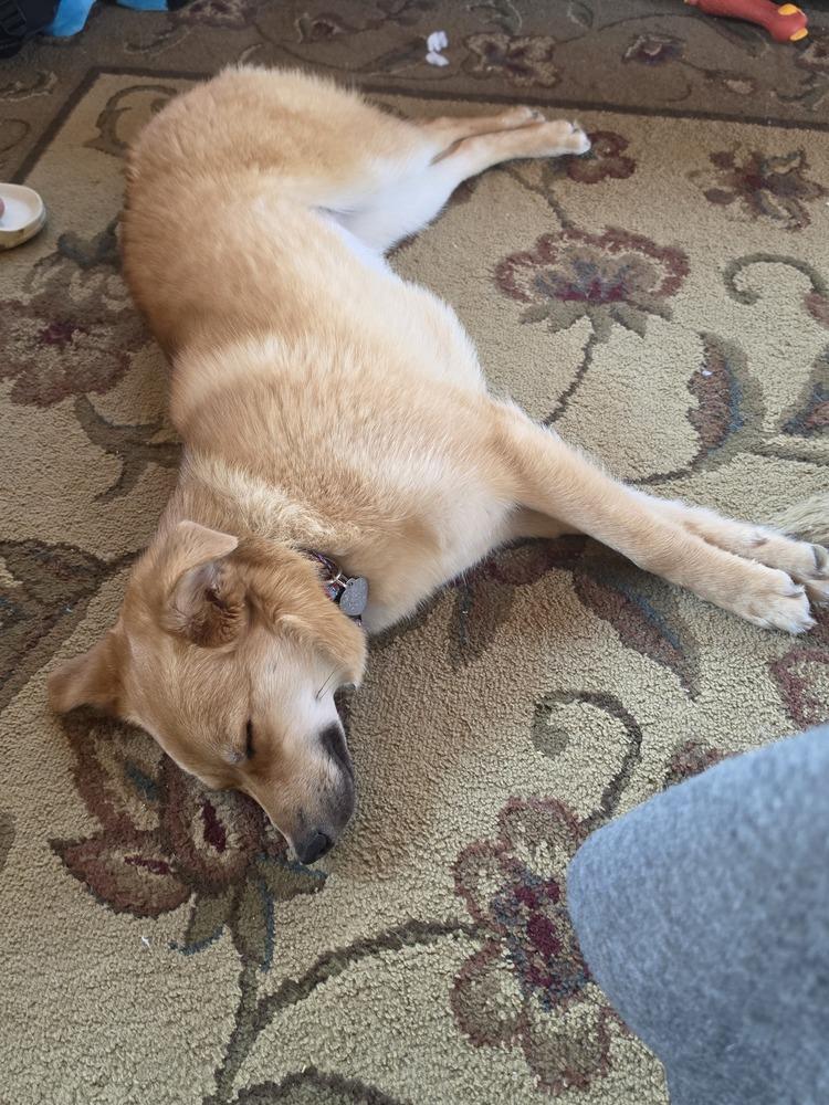 Enlarge Holly, a Adoptable mixed breed in Amherst, NY image 2/5