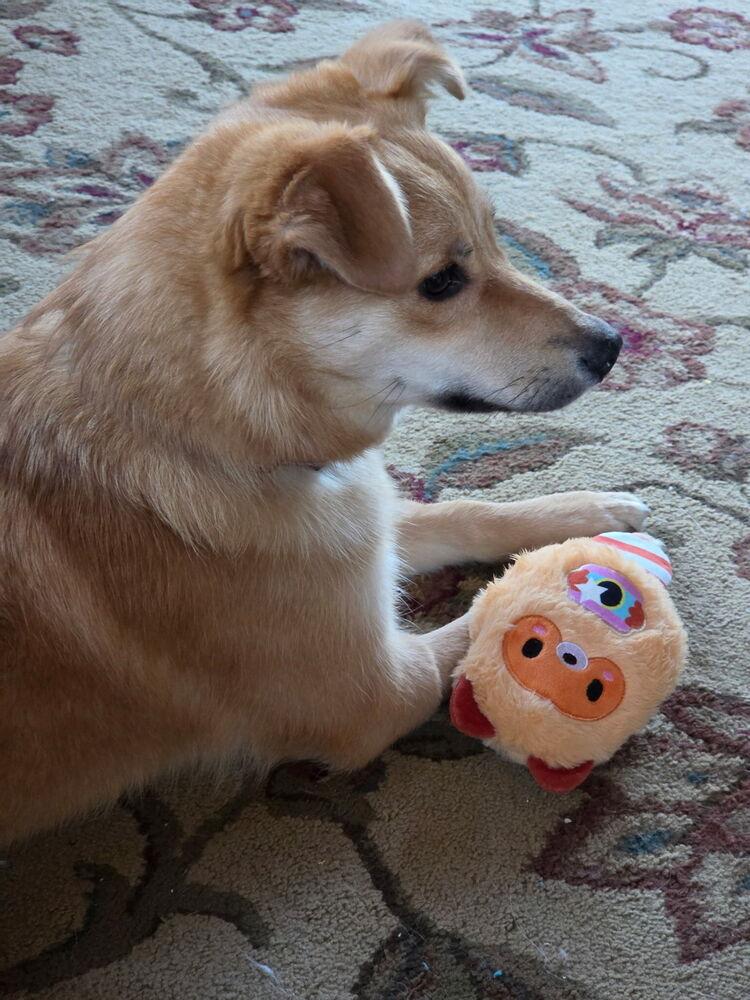 Enlarge Holly, a Adoptable mixed breed in Amherst, NY image 3/5